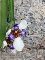 Trimezia gracilis