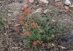 Castilleja montigena