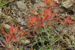 Castilleja montigena