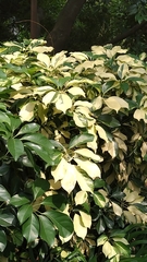 Heptapleurum ellipticum