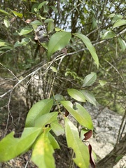 Lindera akoensis