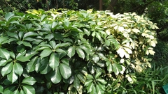 Heptapleurum ellipticum