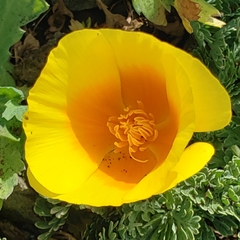 Eschscholzia californica maritima