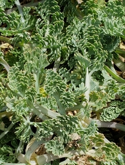 Eschscholzia californica maritima
