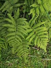 Coryphopteris castanea