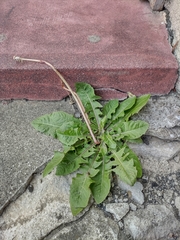 Taraxacum