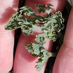 Eschscholzia californica maritima