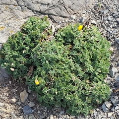 Eschscholzia californica maritima