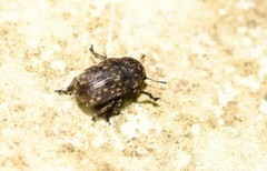 Anthribus