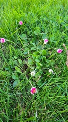 Bellis perennis