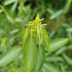 Codariocalyx motorius