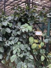 Clerodendrum splendens