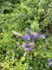Scutellaria tashiroi