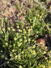 Ceratocephala