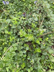 Scutellaria tashiroi