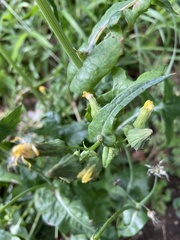 Sonchus oleraceus