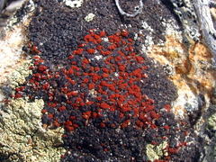 Erichansenia epithallina