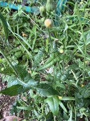 Sonchus oleraceus