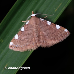 Corgatha pseudominor