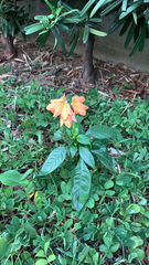 Crossandra infundibuliformis