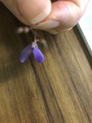 Utricularia leptoplectra
