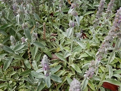 Stachys thirkei