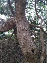 Citharexylum ellipticum