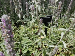Stachys thirkei