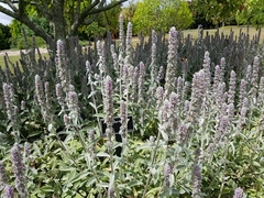 Stachys thirkei