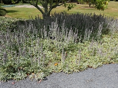 Stachys thirkei