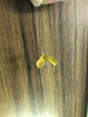 Utricularia leptoplectra