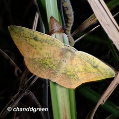 Omiza pachiaria