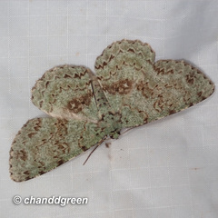 Ophthalmitis herbidaria