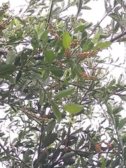 Citharexylum ellipticum