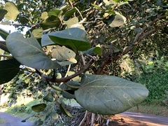 Ficus ingens