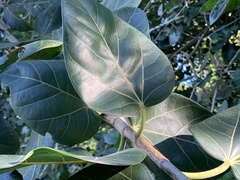 Ficus ingens