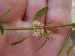 Alternanthera nahui