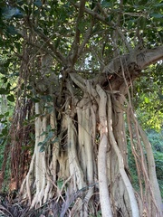 Ficus ingens