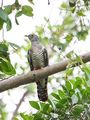 Cuculus saturatus