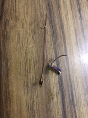 Utricularia leptoplectra