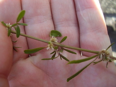 Alternanthera nahui