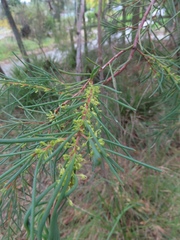 Hakea nodosa