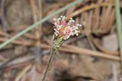 Chaenactis santolinoides