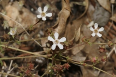Horkelia wilderae