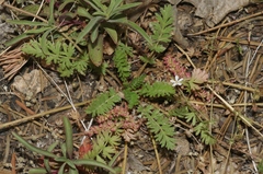 Horkelia wilderae