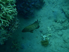Cephalopholis cyanostigma