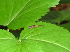 Nerophilus californicus