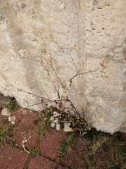 Asteraceae