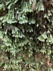 Pallavicinia