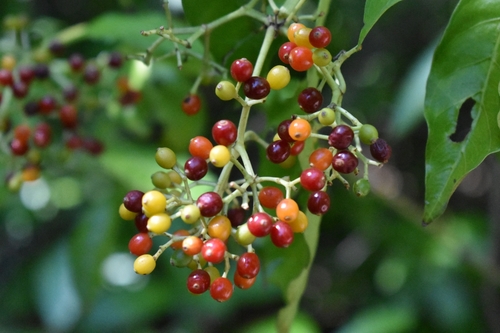 amyruca